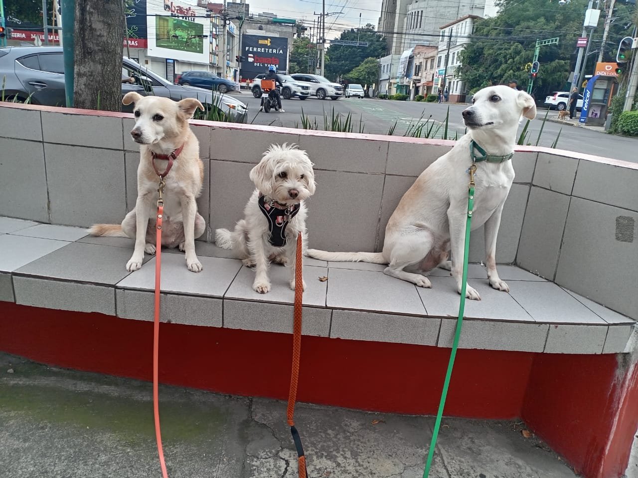 Perritos en paseo