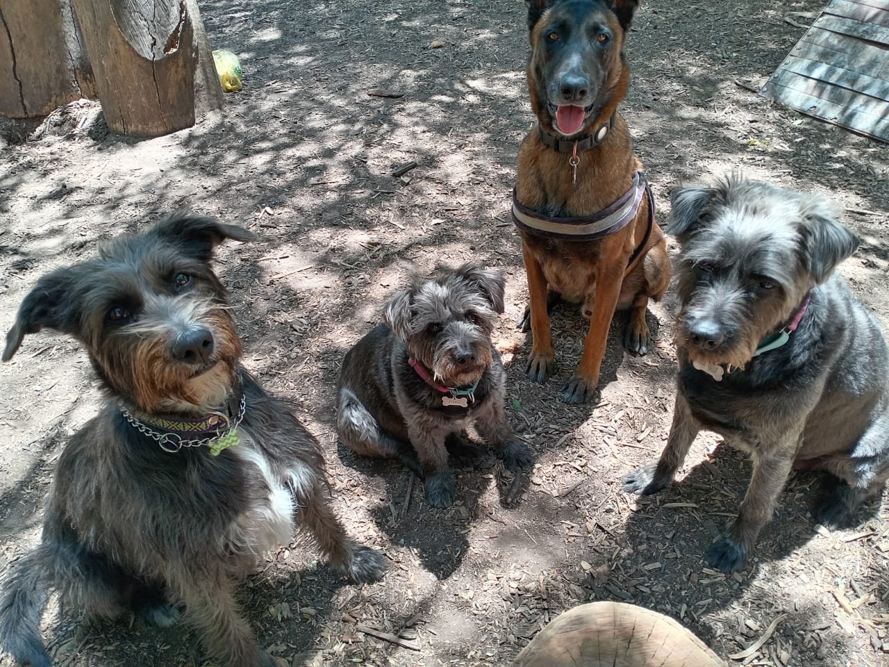 Perritos descansando