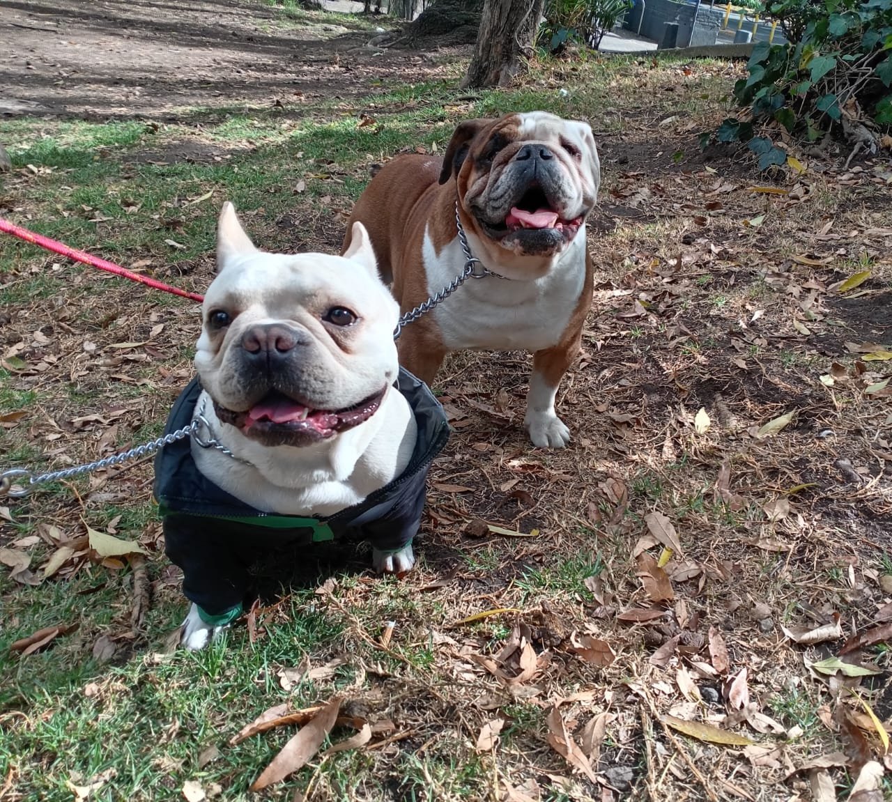 Paseo de perros en CDMX