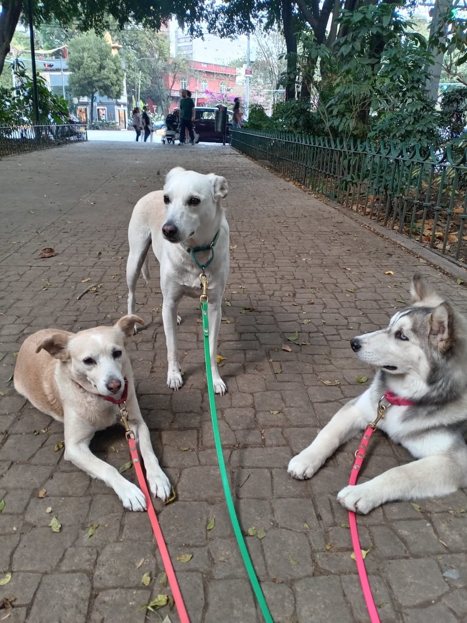 Paseo en parque